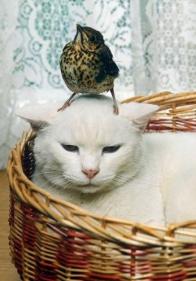 猫と鳥